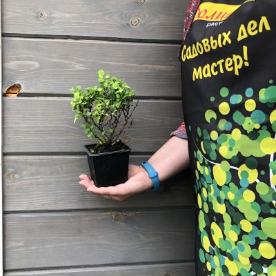 Барбарис тунберга Голдалита Барбарис тунберга Голдалита фото