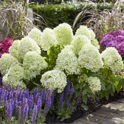 Гортензия метельчатая Литл Спуки, С3 - Dolina-Sad.Ru