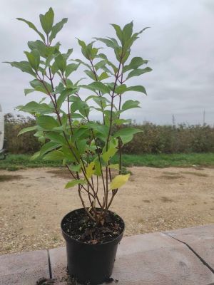 Гортензия метельчатая Граффити, С1,5 - Dolina-Sad.Ru