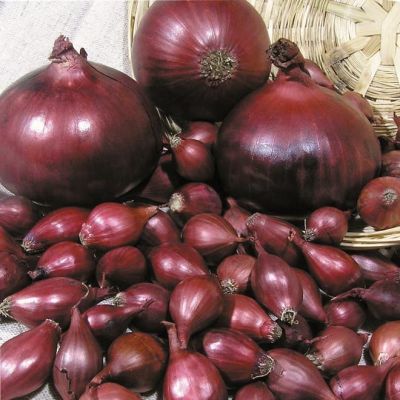 Лук Репчатый Ред Барон Лук Репчатый Ред Барон фото