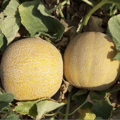 Дыня Царская Дыня Царская фото