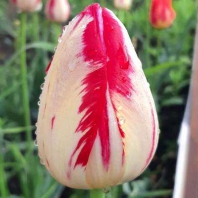 Тюльпан Мата Хари Тюльпан Мата Хари - Dolina-Sad.Ru