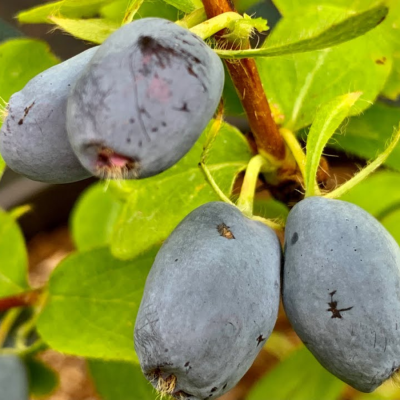 Жимолость Клубничная сенсация Жимолость Клубничная сенсация - Dolina-Sad.Ru