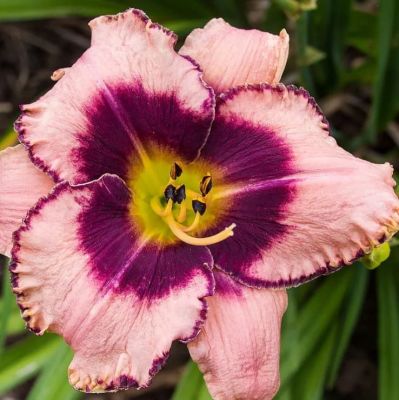 Лилейник Дэринг Дисепшн Лилейник Дэринг Дисепшн фото