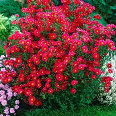 Астра новоанглийская Кримсон Брокад - Dolina-Sad.Ru