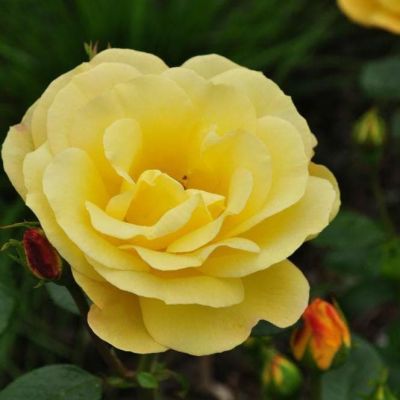 Роза Артур Белл Роза Артур Белл фото