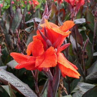 Канна Рэд Кинг Хумберт - Dolina-Sad.Ru