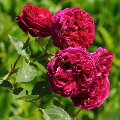 Роза Алфалоп - Dolina-Sad.Ru