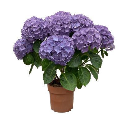 Гортензия крупнолистная Нунки - Dolina-Sad.Ru