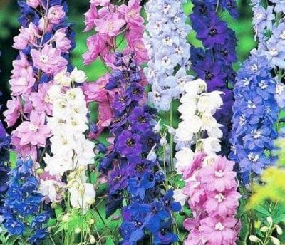 Дельфиниум Смесь Окрасок фото