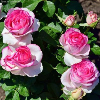 Роза Дольче Вита в горшке - Dolina-Sad.Ru