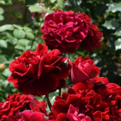 Роза Изабель Ренессанс в горшке - Dolina-Sad.Ru