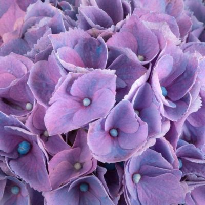 Гортензия крупнолистная Хай Кэнэл - Dolina-Sad.Ru