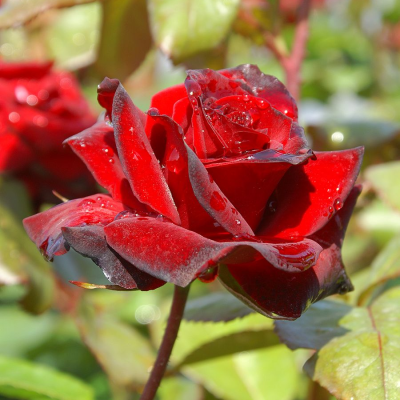 Роза штамбовая Николо Паганини Роза штамбовая Николо Паганини - Dolina-Sad.Ru