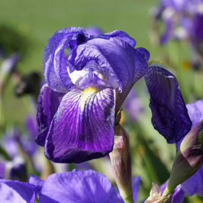 Ирис Пурпл/Лила Ирис Пурпл/Лила фото