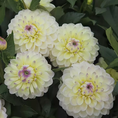 Георгина Лейк Керри Георгина Лейк Керри фото