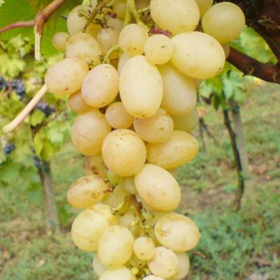 Виноград Афус Али - Dolina-Sad.Ru
