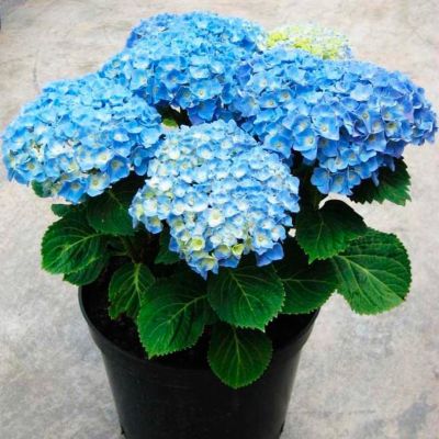 Гортензия крупнолистная Боденси - Dolina-Sad.Ru