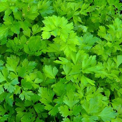 Сельдерей Захар листовой фото
