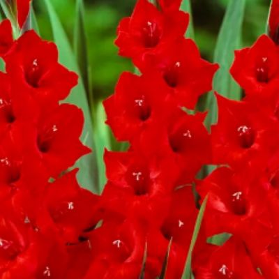 Гладиолус Танго Пассион - Dolina-Sad.Ru