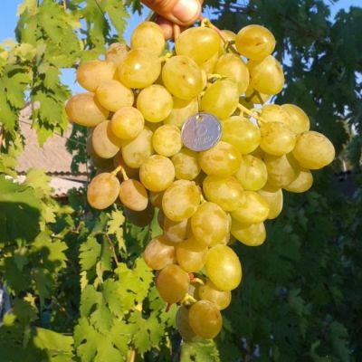 Комплект Винограда( Злато+Память Домбровской) Комплект Винограда( Злато+Память Домбровской) фото