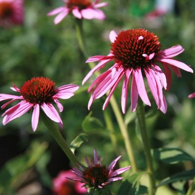 Эхинацея Индика Эхинацея Индика - Dolina-Sad.Ru