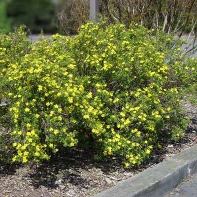 Лапчатка кустарниковая Клондайк, С3 Лапчатка кустарниковая Клондайк, С3 - Dolina-Sad.Ru