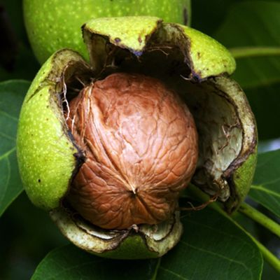 Орех Грецкий Юбилейный Орех Грецкий Юбилейный фото