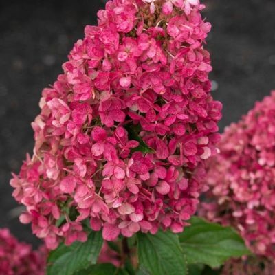 Гортензия метельчатая Расберри Пинк С3 - Dolina-Sad.Ru