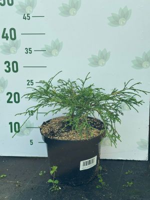 Кипарисовик Горохоплодный Филифера Нана, С3 Кипарисовик Горохоплодный Филифера Нана, С3 - Dolina-Sad.Ru