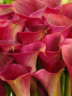 Калла Капитан Промис Калла Капитан Промис - Dolina-Sad.Ru