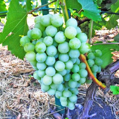 Виноград Илья Виноград Илья фото