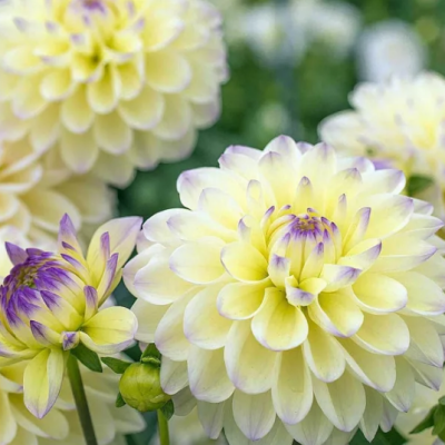 Георгина Лейк Керри Георгина Лейк Керри фото