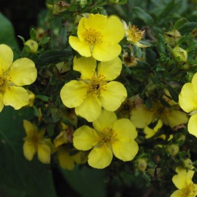 Лапчатка кустарниковая Лонгакр, С3 Лапчатка кустарниковая Лонгакр, С3 - Dolina-Sad.Ru