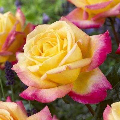 Роза штамбовая Ориент Экспресс Роза штамбовая Ориент Экспресс - Dolina-Sad.Ru