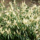 Лавровишня Забелиана Лавровишня Забелиана - Dolina-Sad.Ru