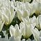 Тюльпан Вайт Эмперор Тюльпан Вайт Эмперор - Dolina-Sad.Ru