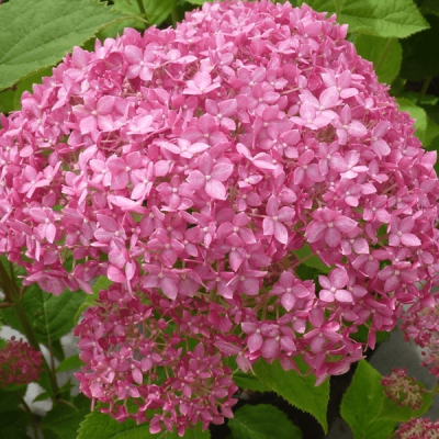 Гортензия древовидная Пинк Аннабель Гортензия древовидная Пинк Аннабель фото