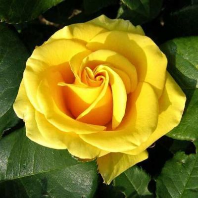 Роза Папилон - Dolina-Sad.Ru