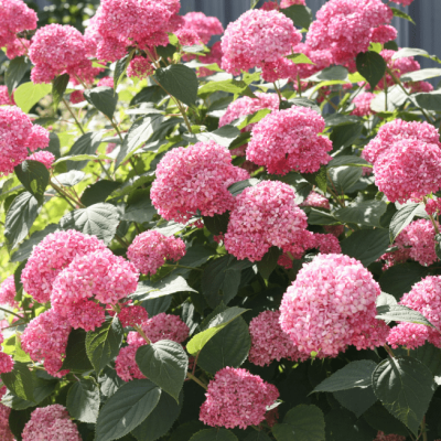 Гортензия древовидная Пинк Аннабель Гортензия древовидная Пинк Аннабель фото