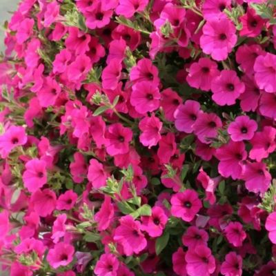 Петуния Парпл Вельвет F1 (Сурфиния) Петуния Парпл Вельвет F1 (Сурфиния) - Dolina-Sad.Ru