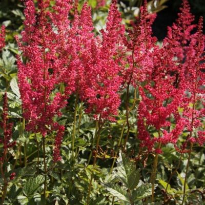 Астильба арендса Эльза Шлук Астильба арендса Эльза Шлук - Dolina-Sad.Ru