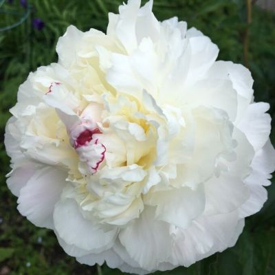 Пион Аваланш - Dolina-Sad.Ru