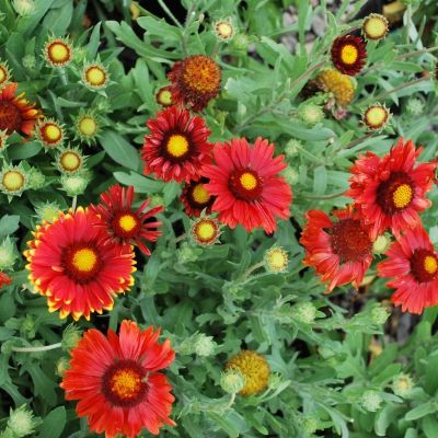 Гайлардия Аризона Ред Шадес Гайлардия Аризона Ред Шадес - Dolina-Sad.Ru