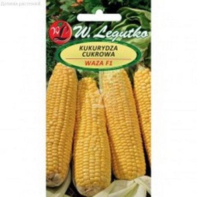 Кукуруза Ваза (Польша) фото