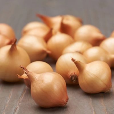 Лук-севок Штуттгартер ризен (10-21мм) Лук-севок Штуттгартер ризен (10-21мм) фото