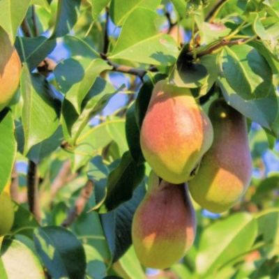 Груша Яковлевская Груша Яковлевская - Dolina-Sad.Ru