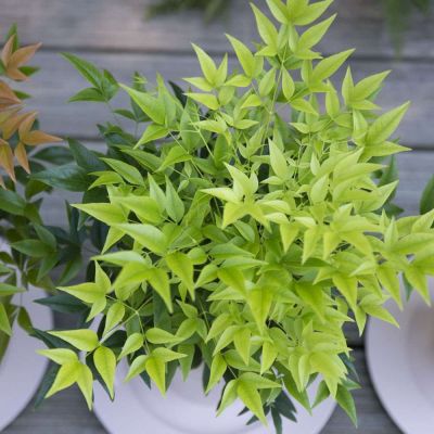 Нандина гибридная Мэджик Лимон-Лайм Нандина гибридная Мэджик Лимон-Лайм - Dolina-Sad.Ru