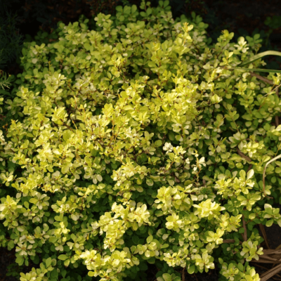 Барбарис тунберга Голдалита Барбарис тунберга Голдалита фото