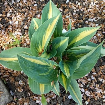 Хоста Пати Поппер , P11 Хоста Пати Поппер , P11 фото